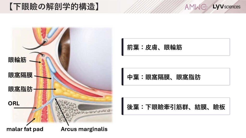 5_下眼瞼の解剖学的構造