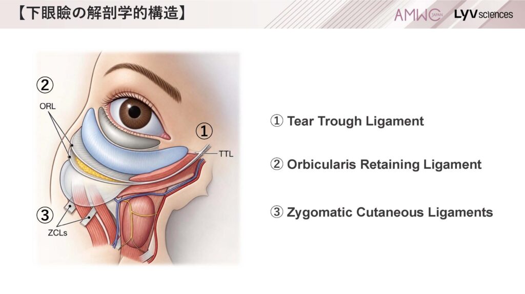 7_下眼瞼の解剖学的構造